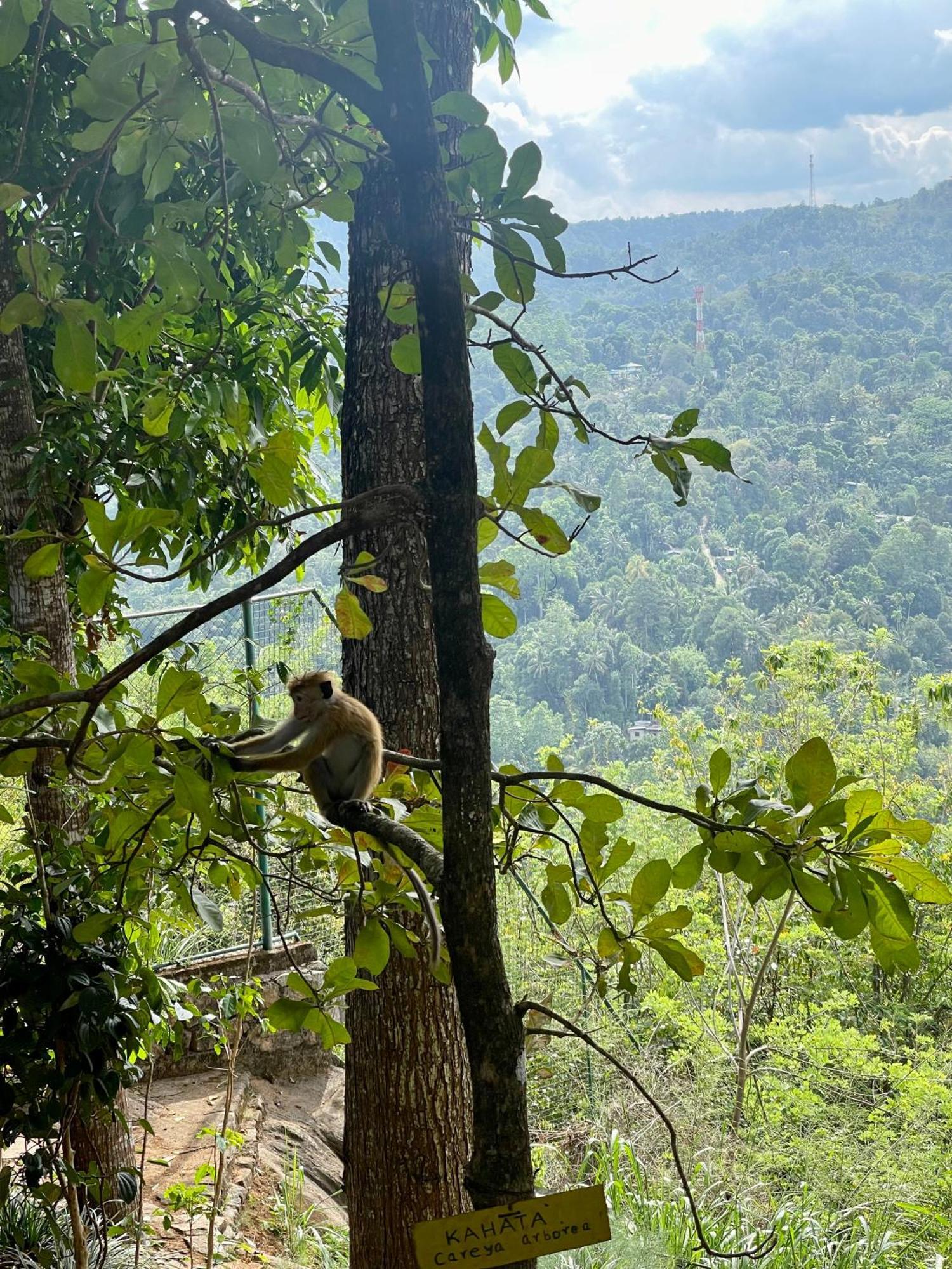 Villa Mount Melody Kandy Dış mekan fotoğraf